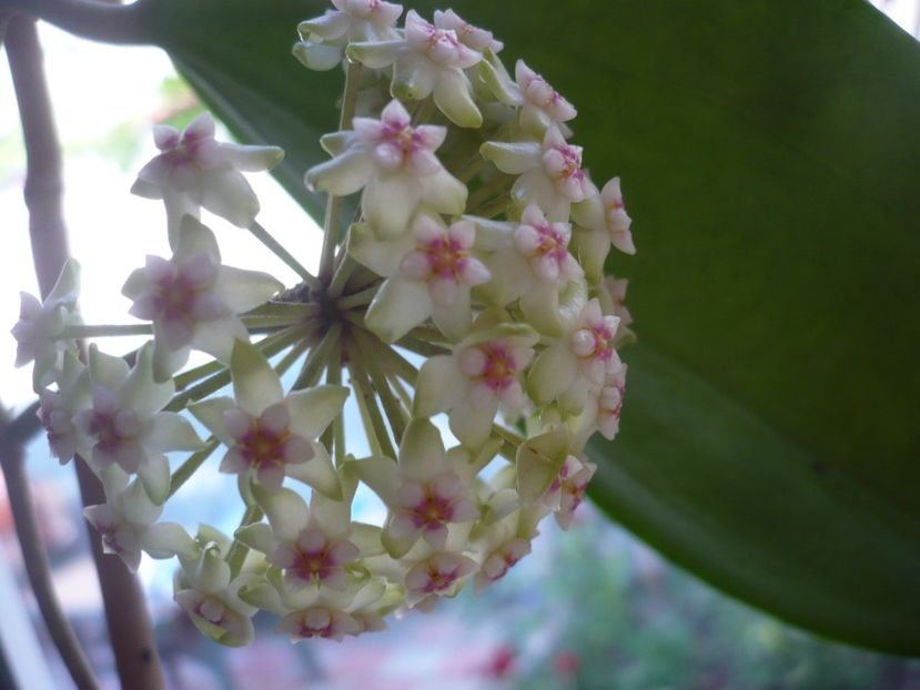 P1370547 - HOYA 2018-1