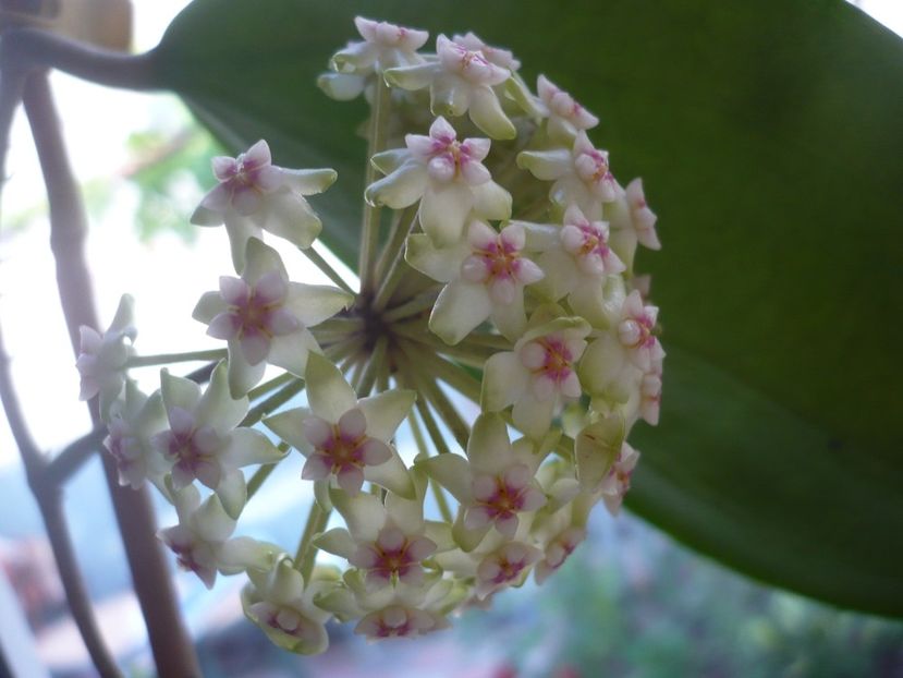 P1370548 - HOYA 2018-1