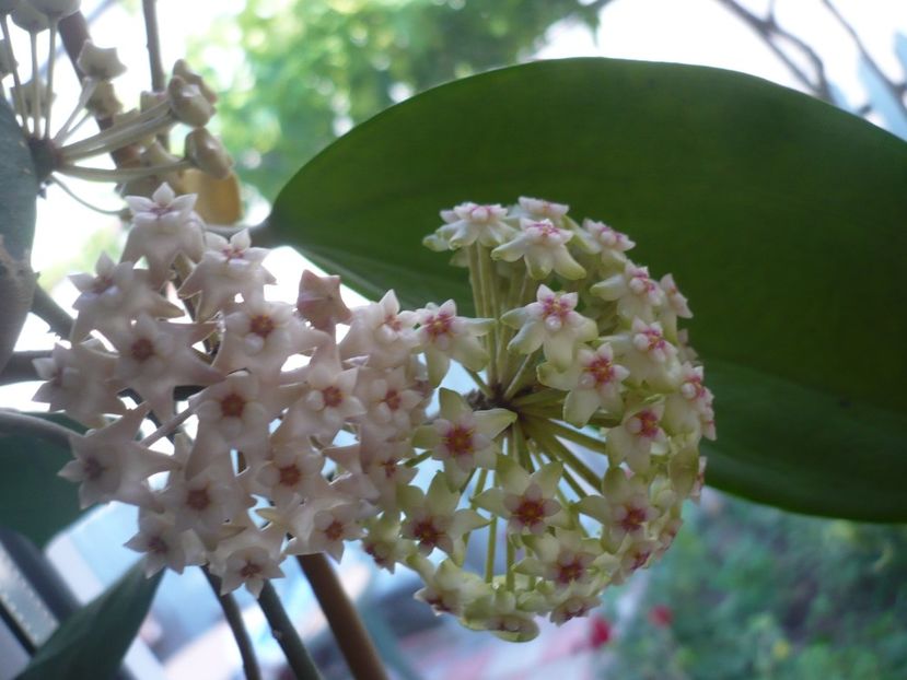 P1370549 - HOYA 2018-1