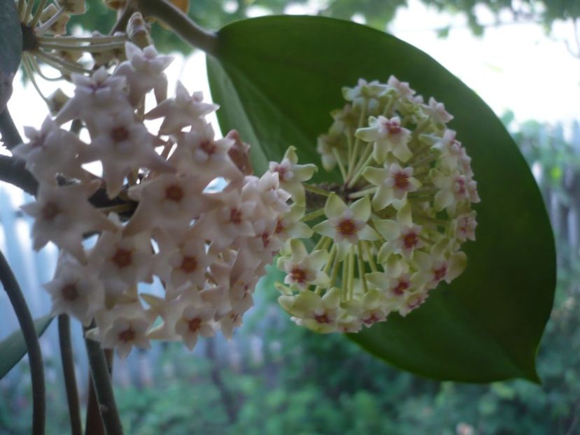 P1370551 - HOYA 2018-1