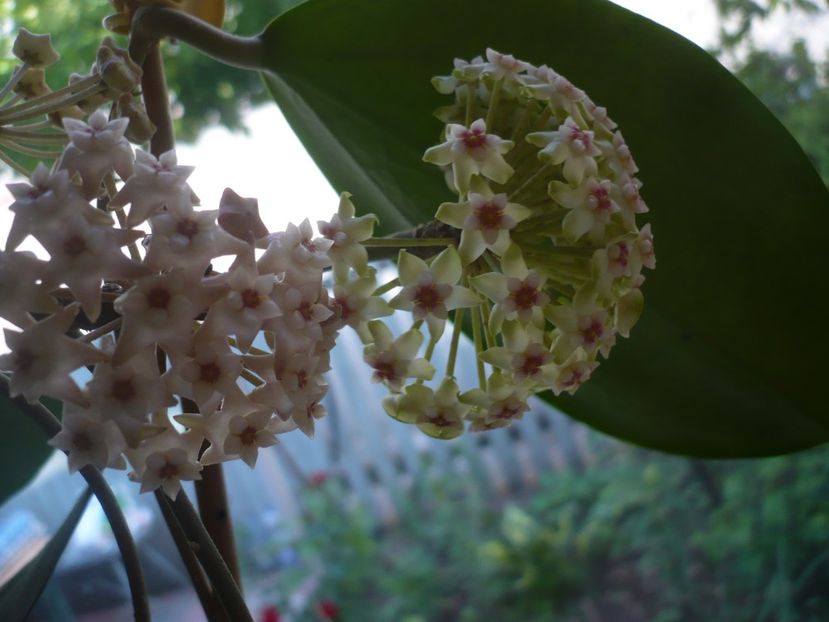 P1370553 - HOYA 2018-1