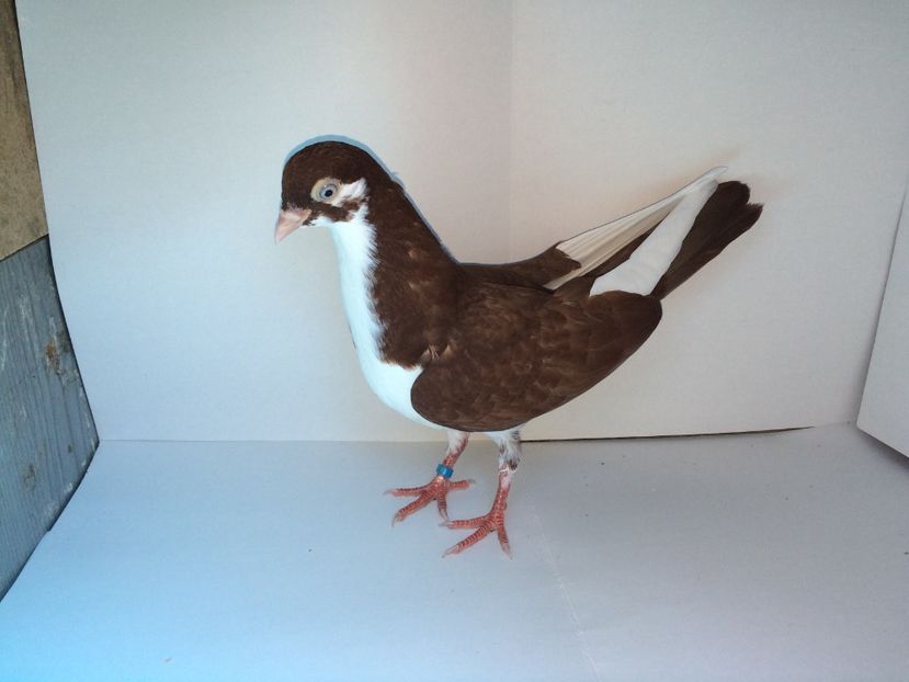 7077_1  2018 - tineret 2018