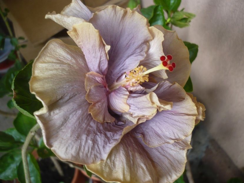 P1370506 - HIBISCUSI 2018-2