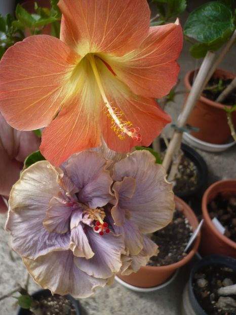 P1370510 - HIBISCUSI 2018-2