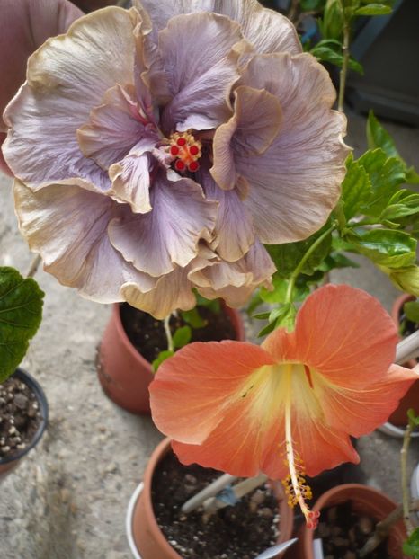 P1370512 - HIBISCUSI 2018-2