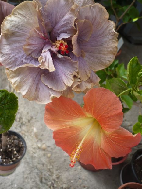 P1370513 - HIBISCUSI 2018-2