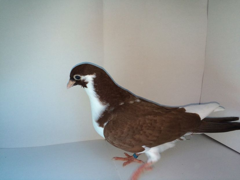 7090_1  2018 - tineret 2018