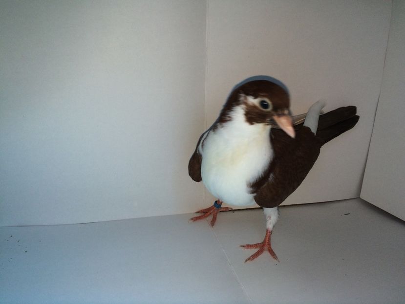 7090_3  2018 - tineret 2018