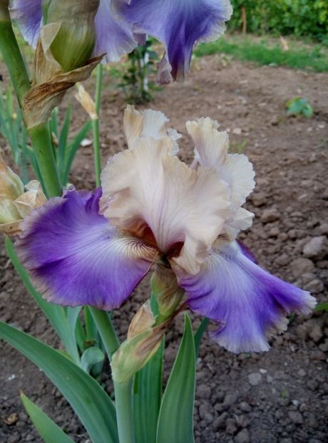  - diverse flori 2018