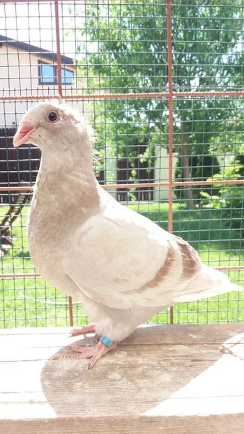 F din M 2009 - PUI 2018