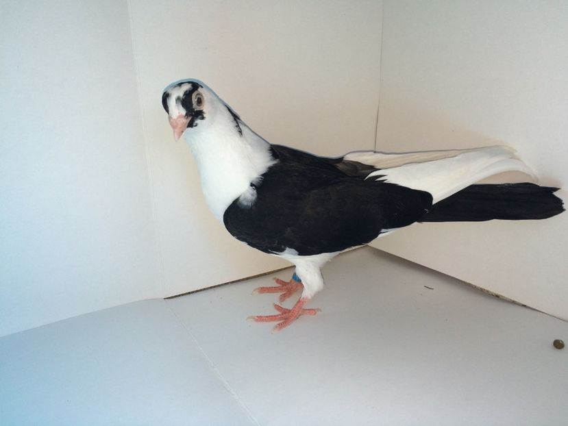 6994_2  2018 - tineret 2018