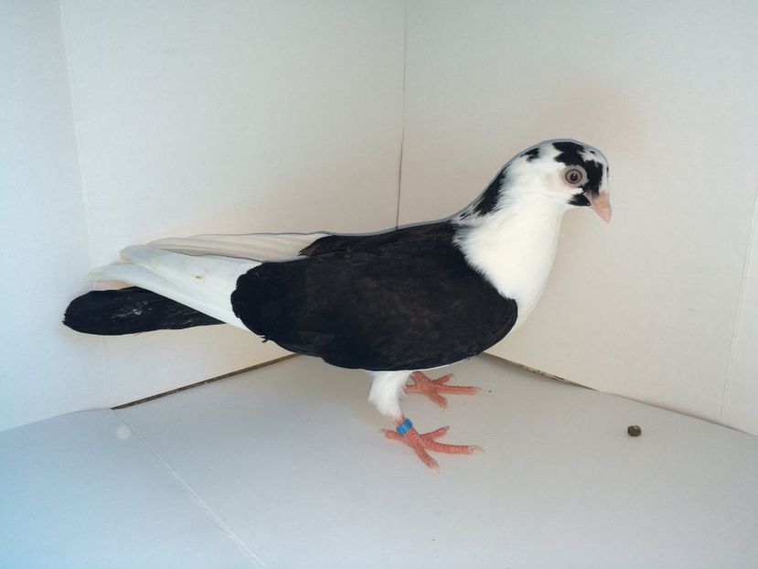 6994_3  2018 - tineret 2018