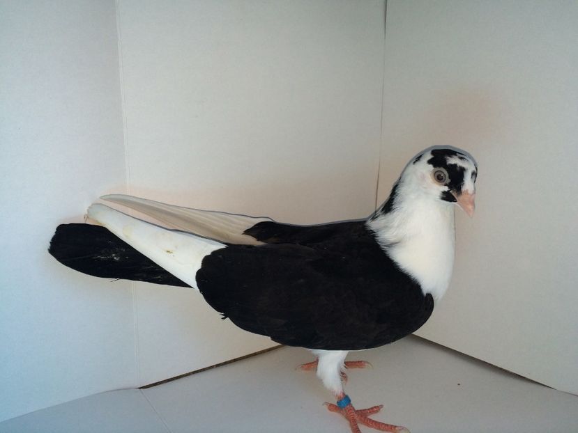 6994_1  2018 - tineret 2018