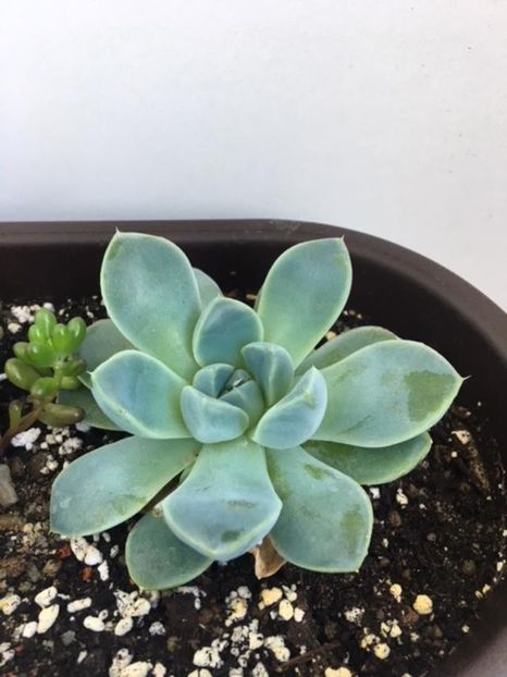Echeveria albicans - Plante Suculente