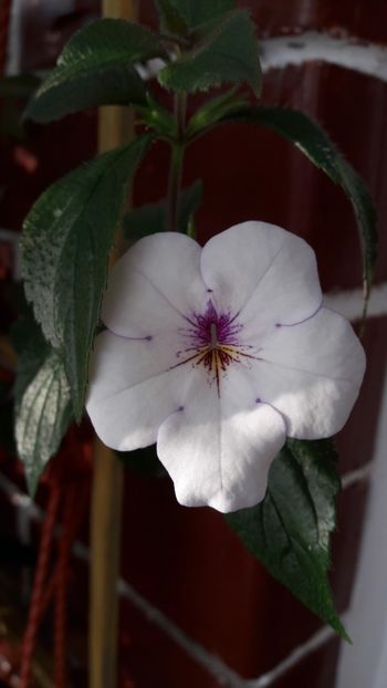 Charity - 09 Achimenes 2018