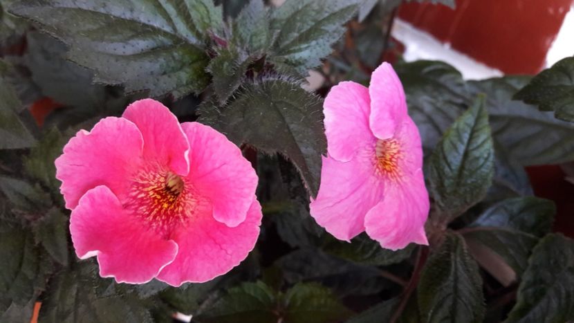 Arleta Pink - 09 Achimenes 2018