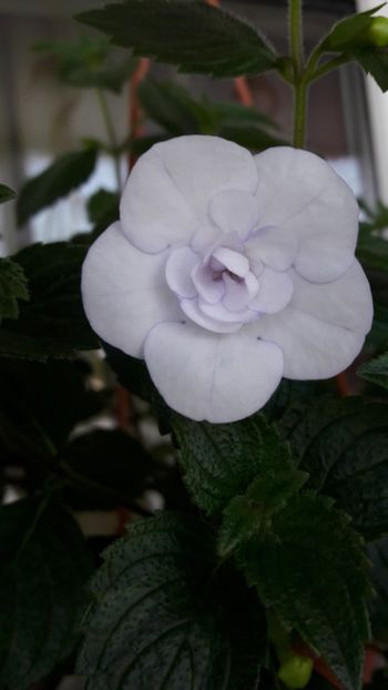 Double picotte Rose - 09 Achimenes 2018