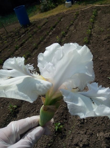  - diverse flori 2018