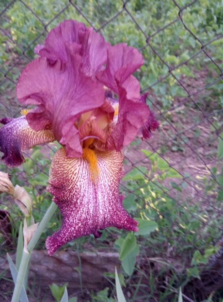  - diverse flori 2018