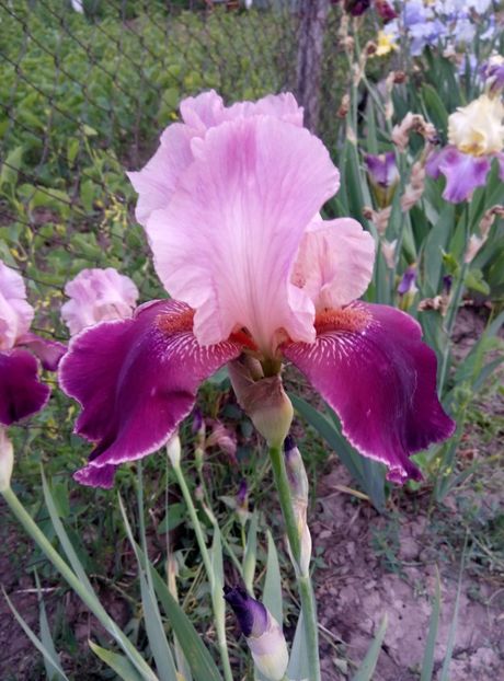  - diverse flori 2018