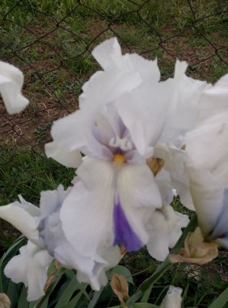  - diverse flori 2018