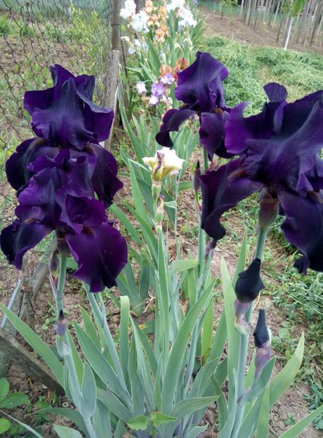  - diverse flori 2018