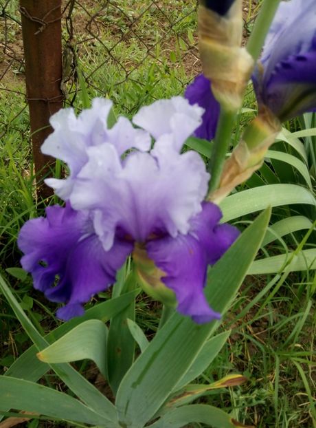  - diverse flori 2018