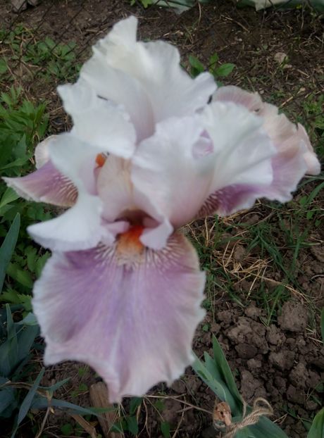  - diverse flori 2018