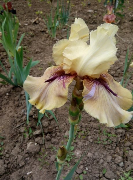  - diverse flori 2018