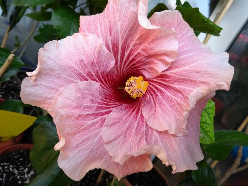 Tah.Black Rainbow - 0Hibiscus in colectie infloriti