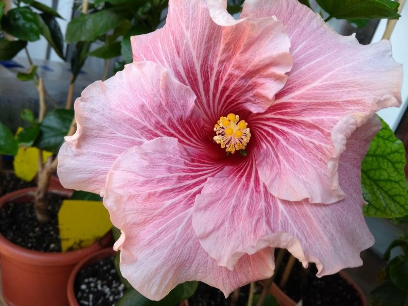 Tah.Black Rainbow - 0Hibiscus in colectie infloriti