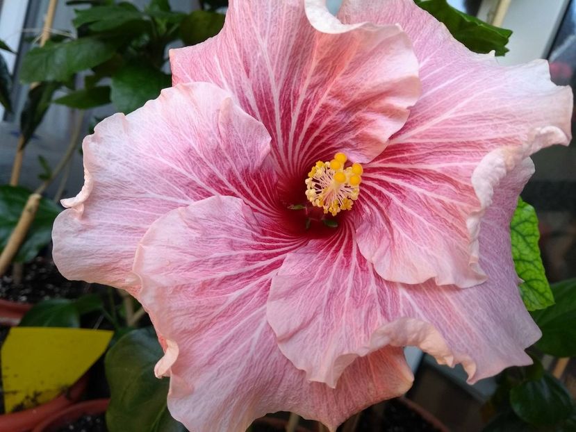  - Tahitian Black Rainbow