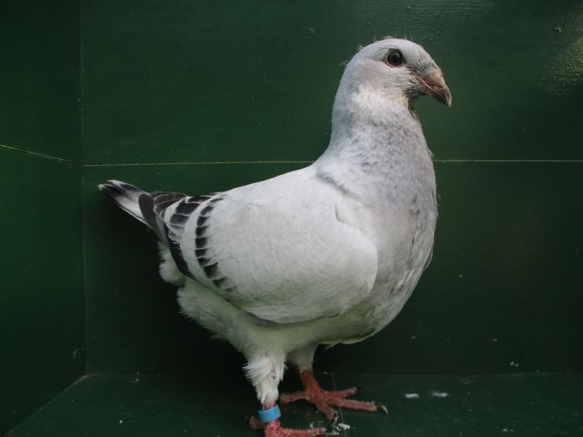 03517-18 - Tineret 2018