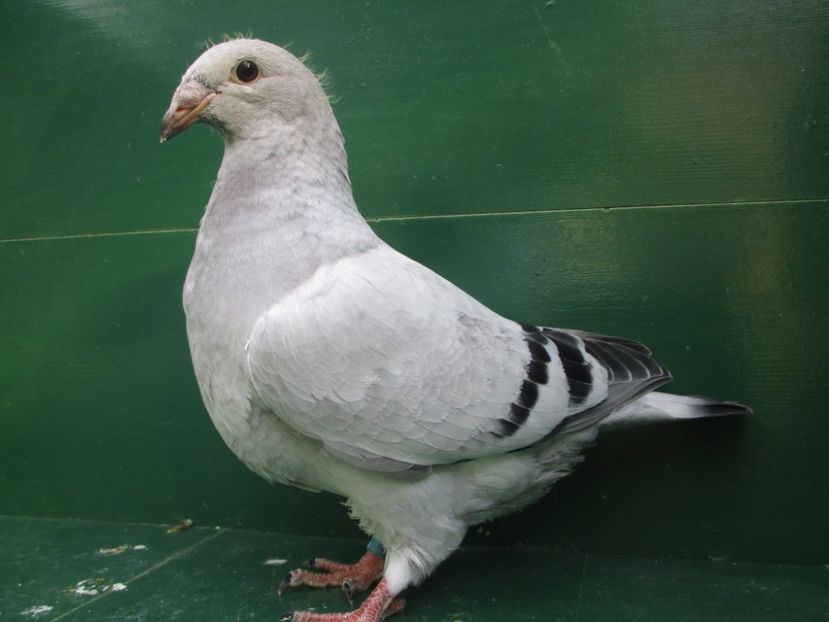 03518-18 - Tineret 2018