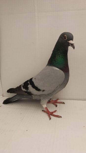 F 2012 vanduta - De! voiajori vanduti