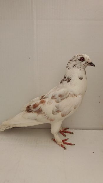 M 2017 - Por ornament