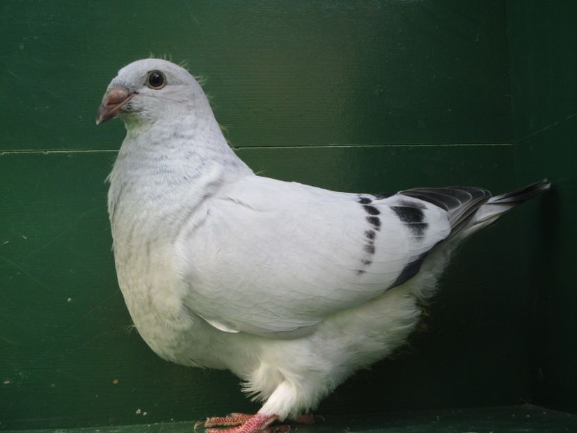 03525-18 - Tineret 2018