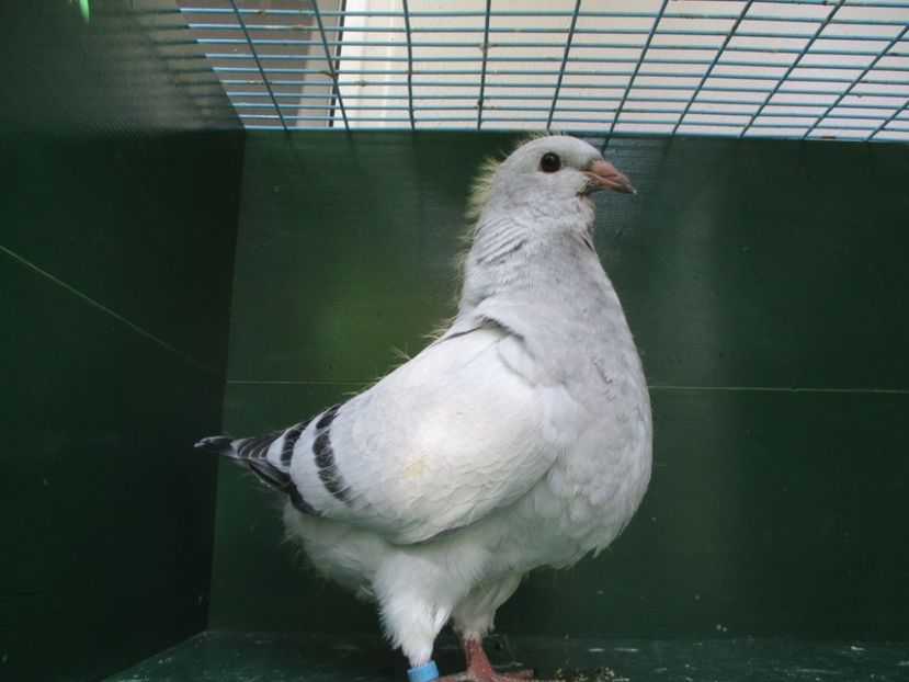 03527-18 - Tineret 2018