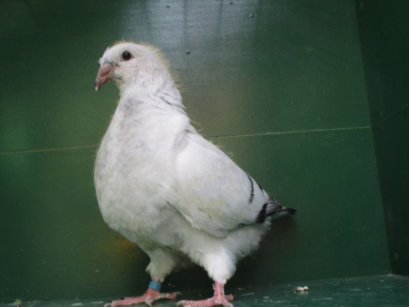 03528-18 - Tineret 2018