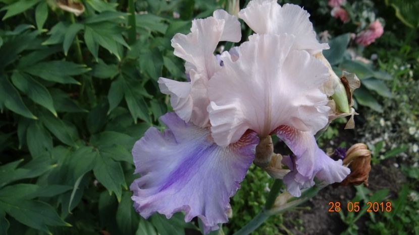 Florentine Silk - Irisi -partea a II-a