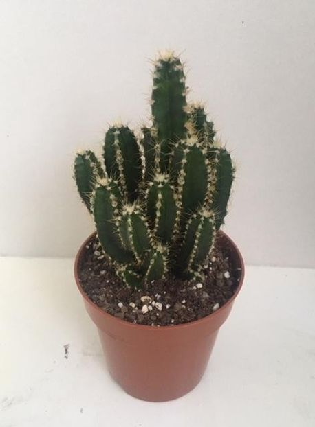 Acanthocereus tetragonus  - Plante Suculente