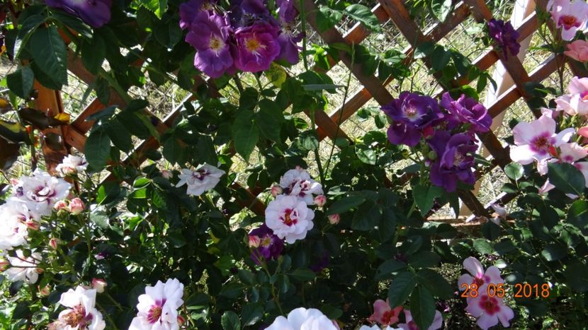 Chewdelight - Inceput de vara