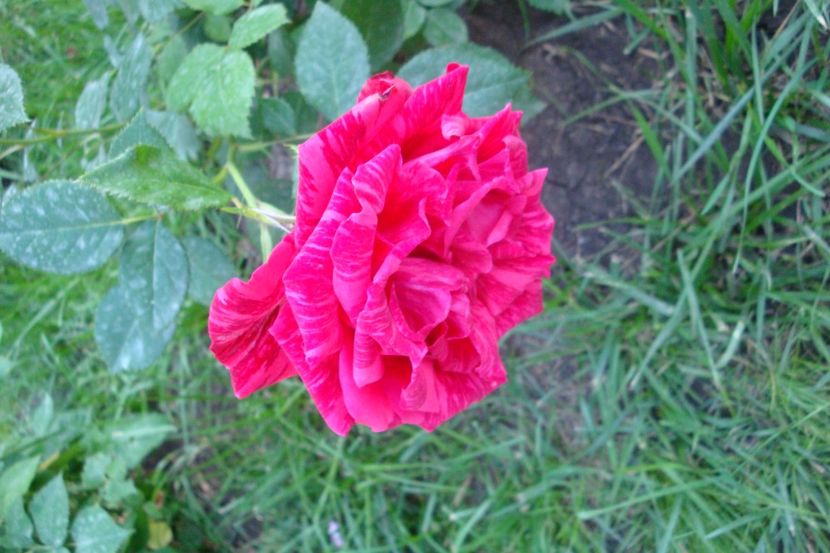  - Red Intuition