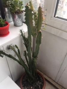 Euphorbia  - Plante Suculente