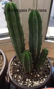 Echinopsis Peruviana  - Plante Suculente