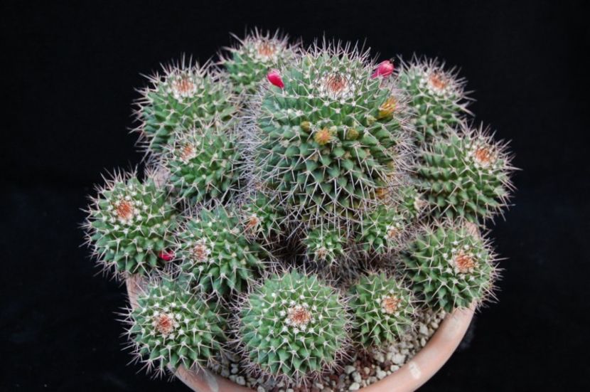 Mammillaria carnea2 - Plante Suculente