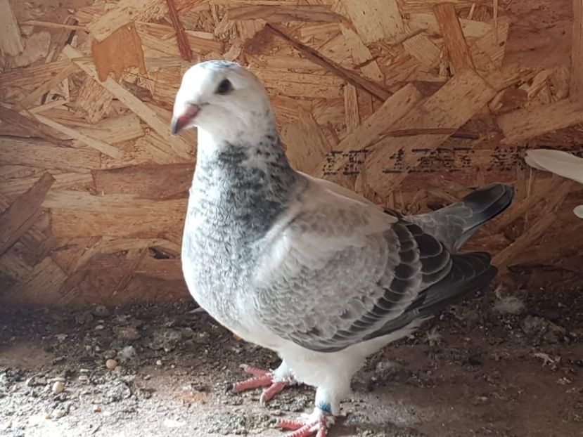 received_1820120578066811 - Pui 2018