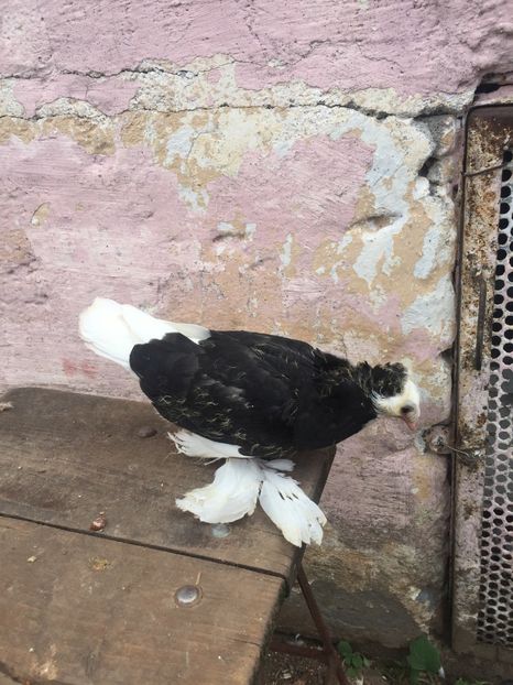 Pui pag 2018 - Pui 2018