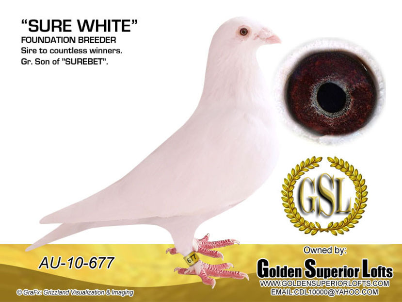 mediaupload_3101-SURE WHITE14978859639630.07115234946832061 - Cumpar