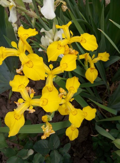 iris - diverse flori 2018